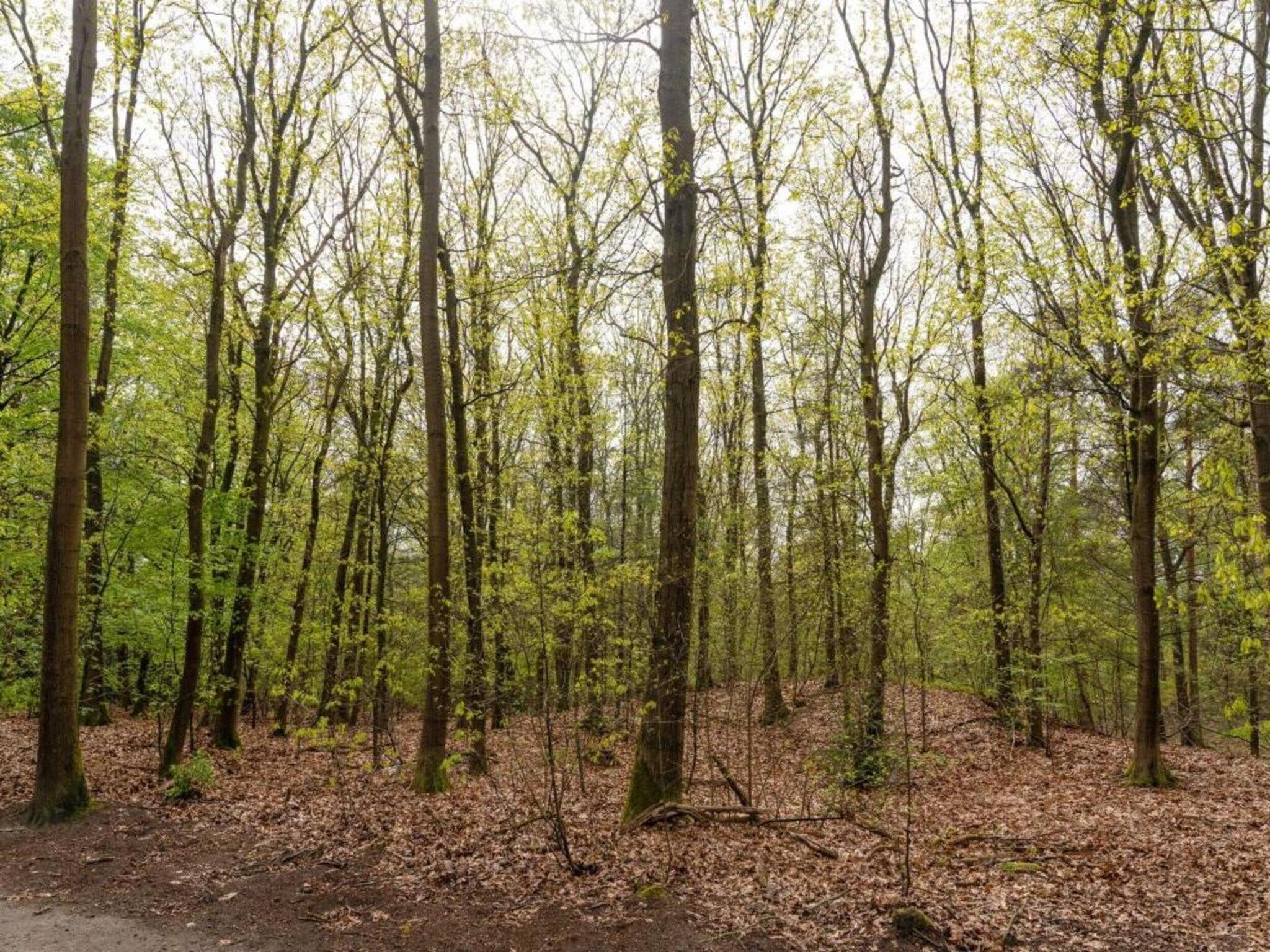 Landgoed De IJsvogel 8 in Voorthuizen - Foto 29 van 40