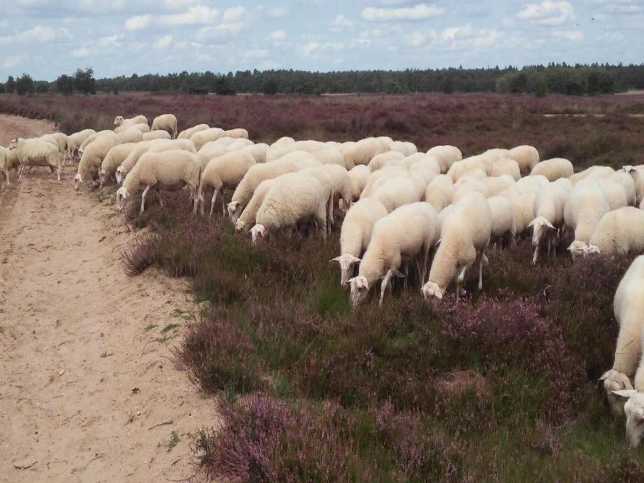 Landgoed De IJsvogel 8 in Voorthuizen - Foto 34 van 40