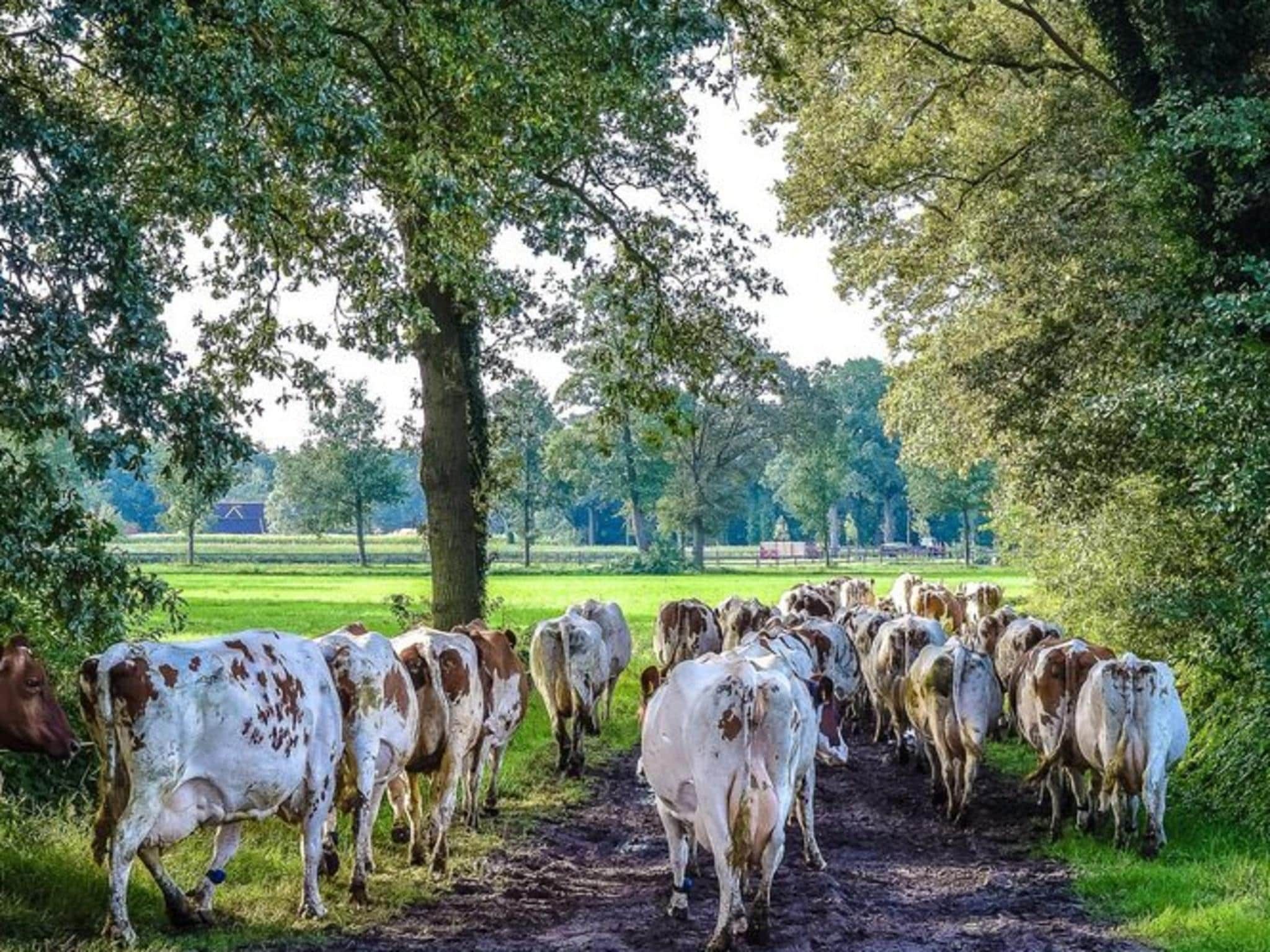 De omgeving van Vakantiepark Mölke 24 in Zuna