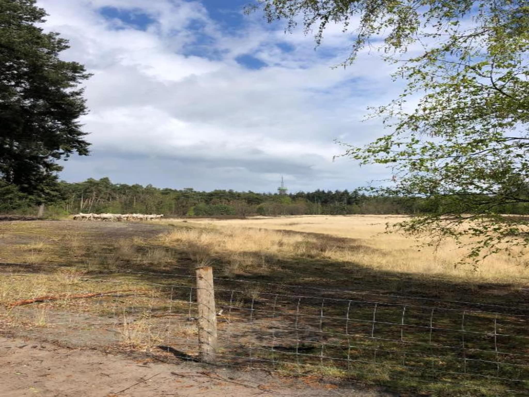 De omgeving van Bospark 't Wolfsven 9 in Mierlo