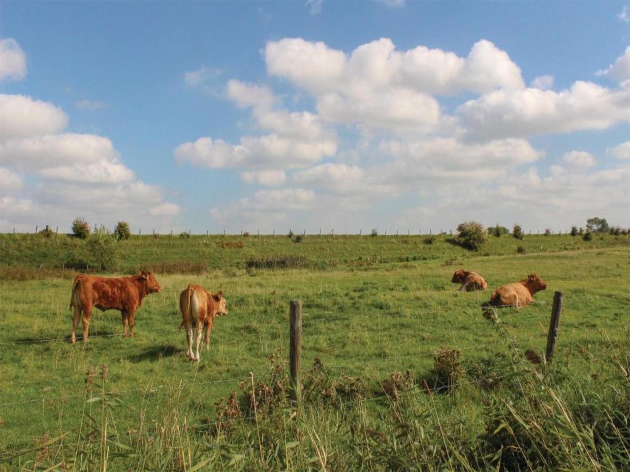 Oostkapelseweg 32 -Ooievaar in Serooskerke - Foto 39 van 40