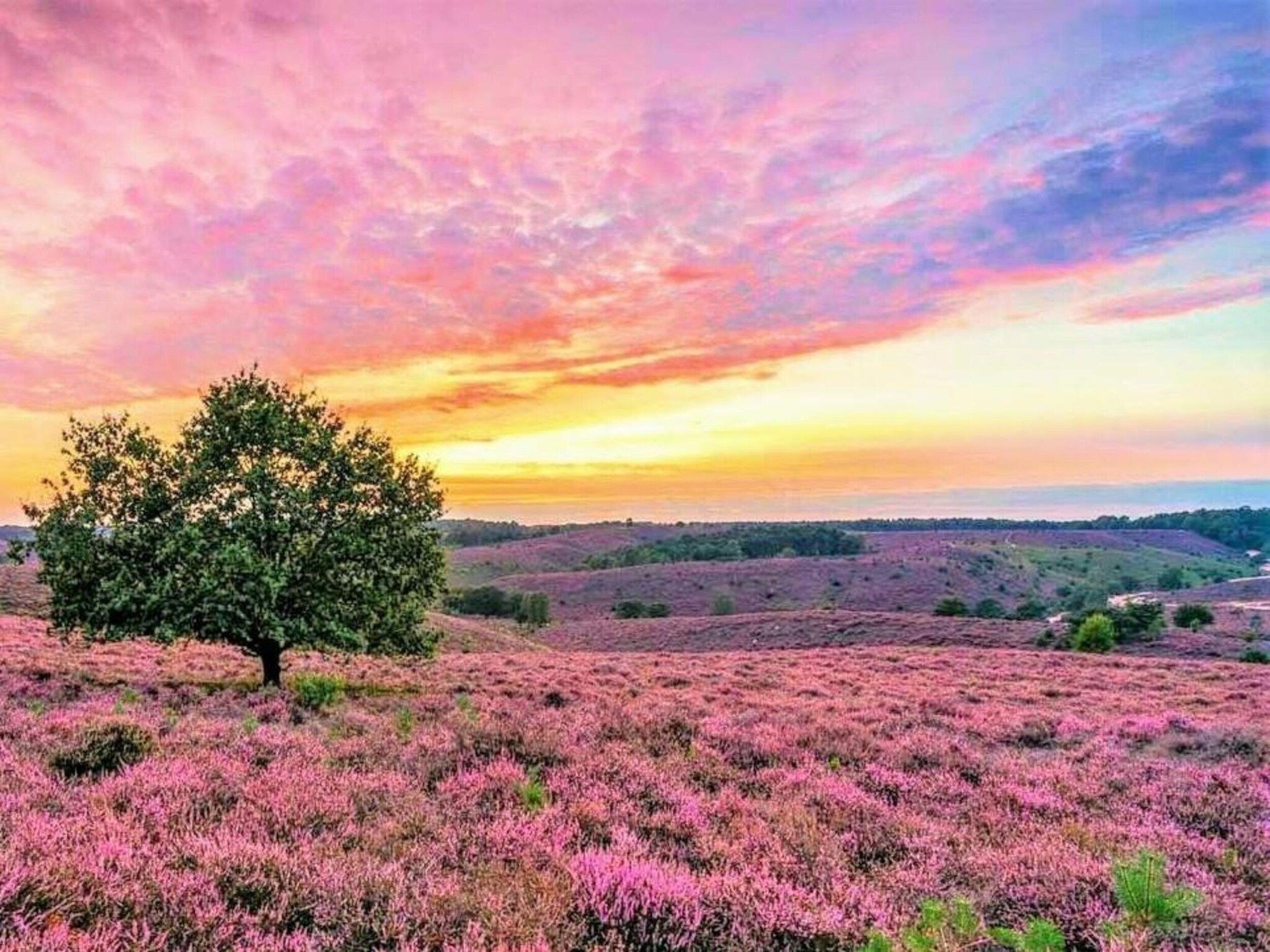 De omgeving van Vakantiepark De Rimboe & De Woeste Hoogte 13 in Hoenderloo
