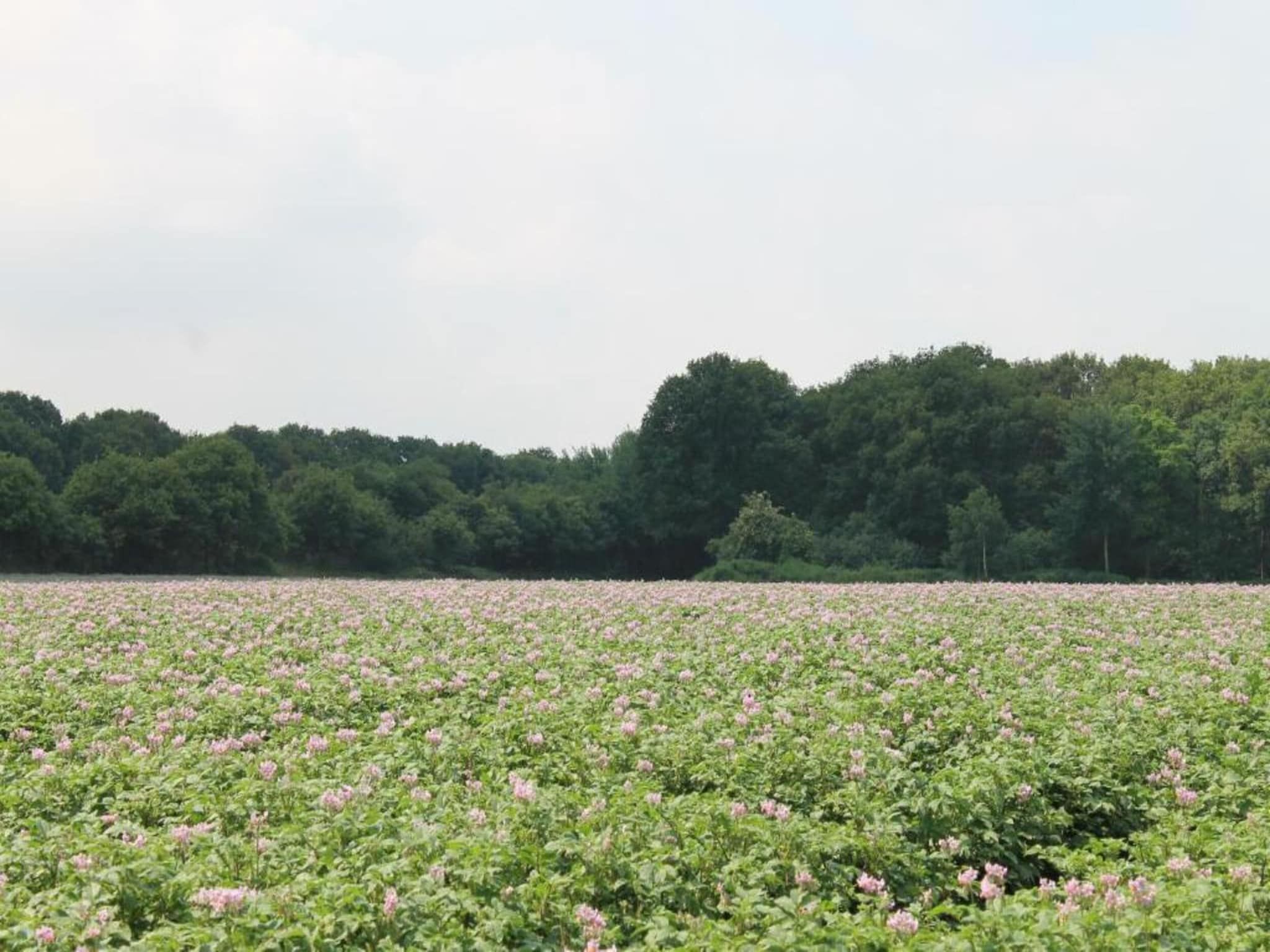 De omgeving van Vakantiepark de Katjeskelder 15 in Oosterhout