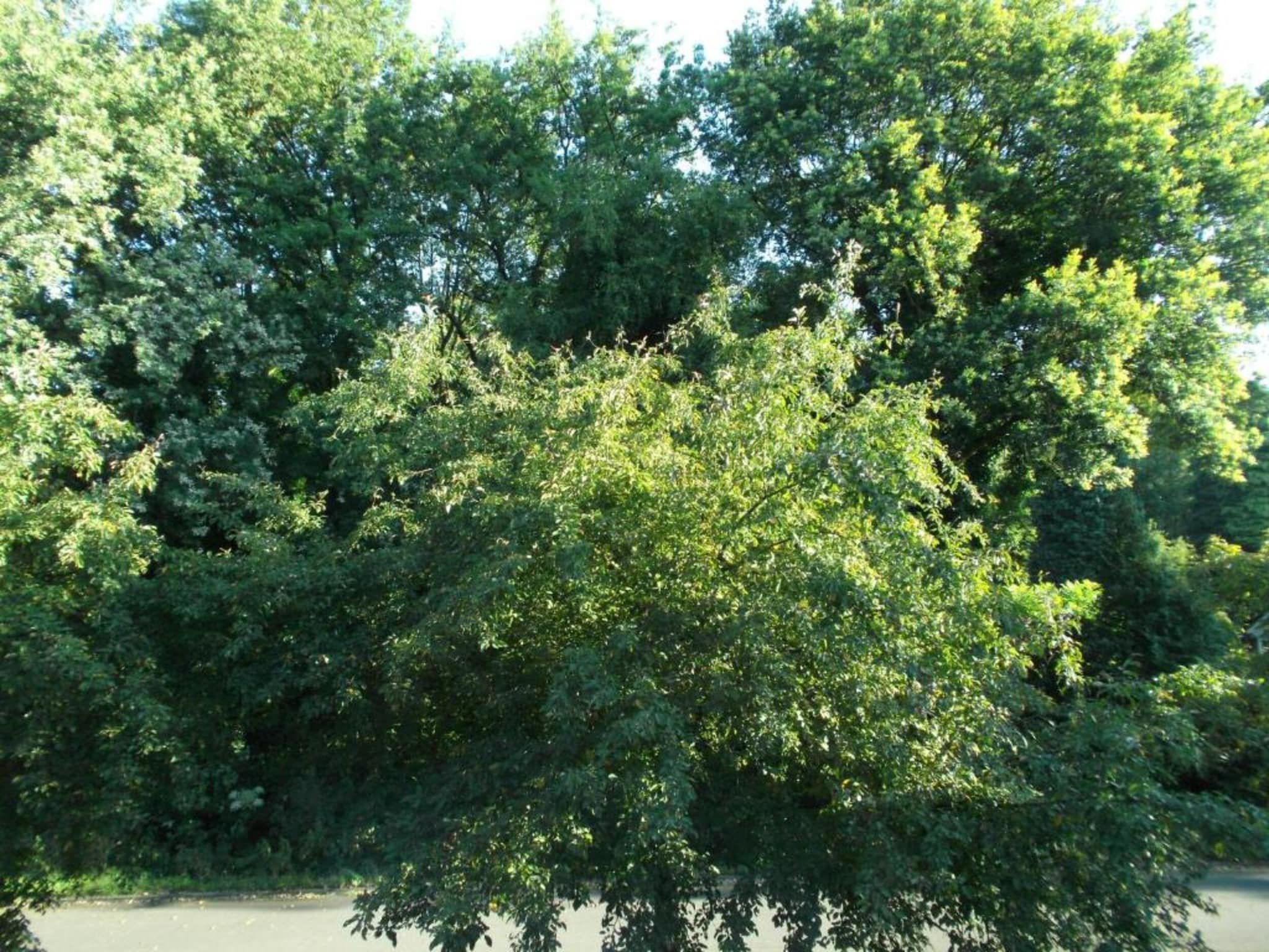 Vakantiepark Latour 3 in Oirschot - Foto 31 van 40