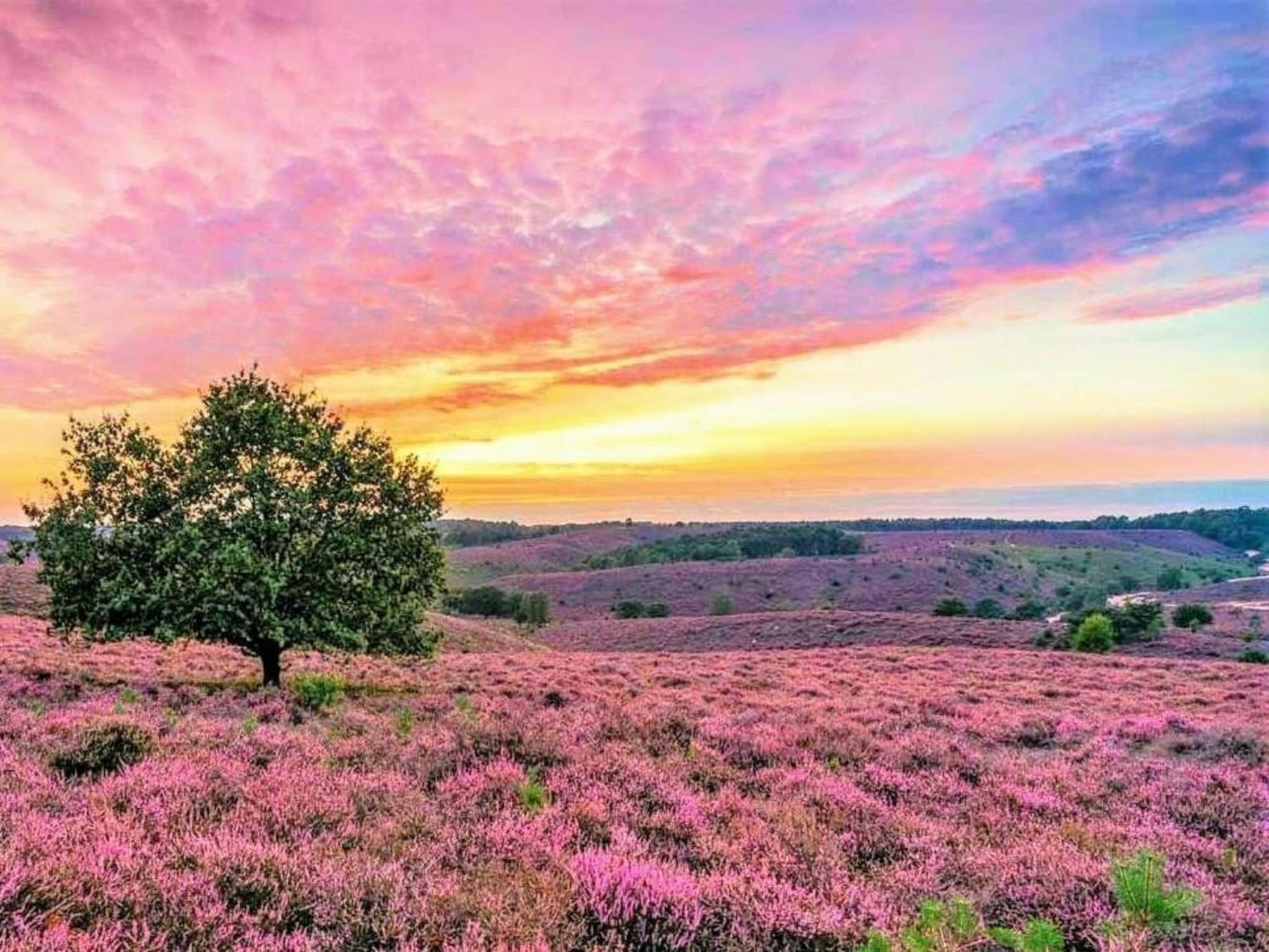 De omgeving van Vakantiepark De Rimboe & De Woeste Hoogte 21 in Hoenderloo