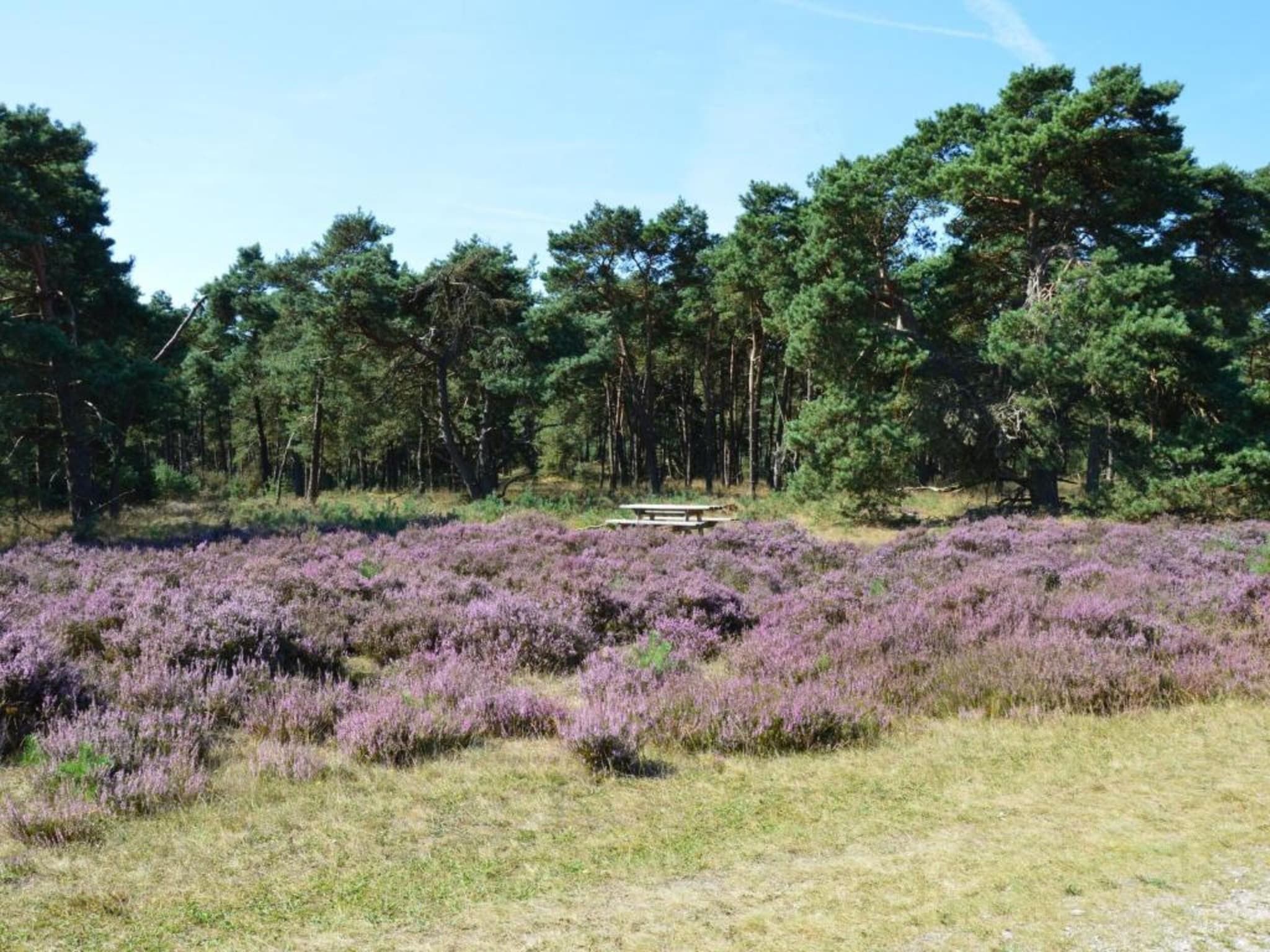 De Veluwse Eekhoorn in Garderen - Foto 28 van 38